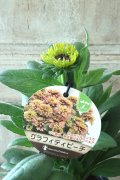 ルドベキア "サンベキア グラフィティ ピーチ" 12cmポット