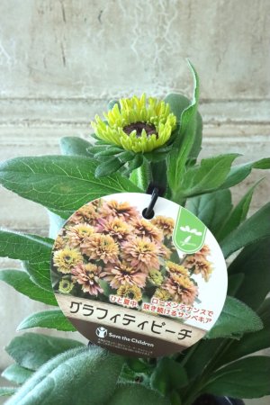 画像1: ルドベキア "サンベキア グラフィティ ピーチ" 12cmポット