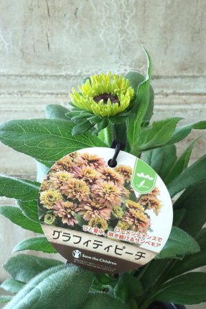画像2: ルドベキア "サンベキア グラフィティ ピーチ" 12cmポット