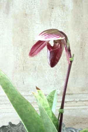 画像2: パフィオベティルム No.4