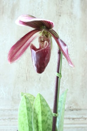 画像2: パフィオベティルム No.5