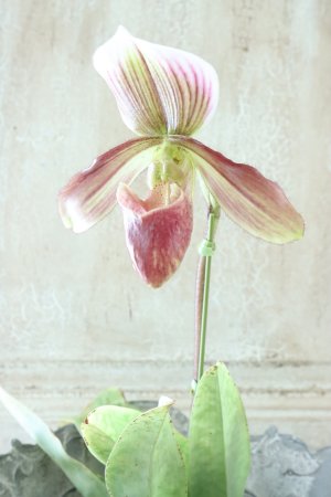 画像2: パフィオベティルム No.3
