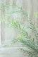 画像2: アカシア "ブリスベン" 15cmポット (2)