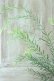 画像3: アカシア "ブリスベン" 15cmポット (3)