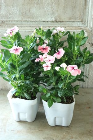 画像12: ビンカ "ミラ モネ"