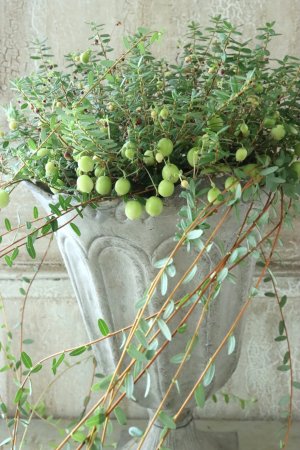 画像3: クランベリー 12cmポット