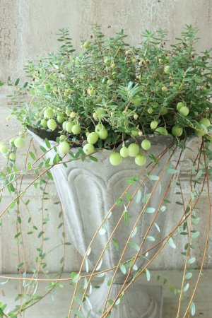 画像13: クランベリー 12cmポット