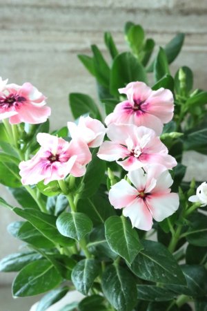 画像8: ビンカ "ミラ モネ"