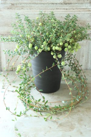 画像15: クランベリー 12cmポット