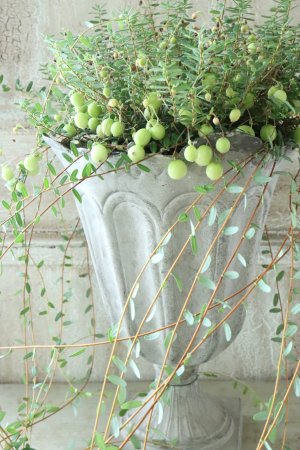 画像9: クランベリー 12cmポット