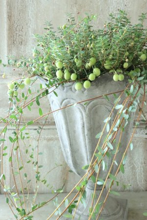 画像7: クランベリー 12cmポット