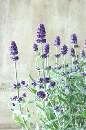 画像7: 四季咲き性イングリッシュラベンダー "センティヴィアブルー" 15cmポット