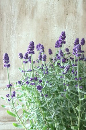 画像1: 四季咲き性イングリッシュラベンダー "センティヴィアブルー" 15cmポット