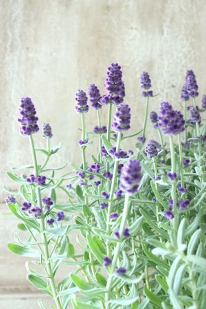 画像11: 四季咲き性イングリッシュラベンダー "センティヴィアブルー" 15cmポット