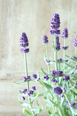 画像10: 四季咲き性イングリッシュラベンダー "センティヴィアブルー" 15cmポット