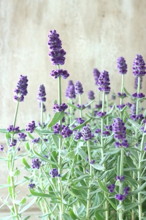 画像5: 四季咲き性イングリッシュラベンダー "センティヴィアブルー" 15cmポット