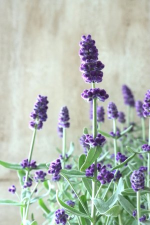 画像6: 四季咲き性イングリッシュラベンダー "センティヴィアブルー" 15cmポット