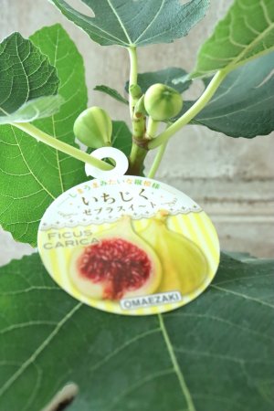 画像1: イチジク "ゼブラスウィート" No.14 15cmポット