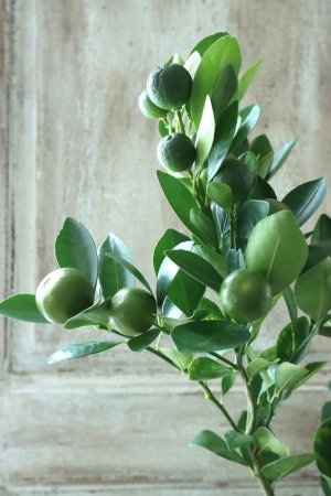 画像4: チャイナリトルレモン No.5