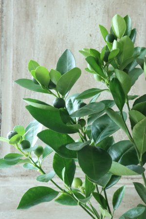 画像4: チャイナリトルレモン No.11