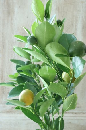 画像1: チャイナリトルレモン No.11