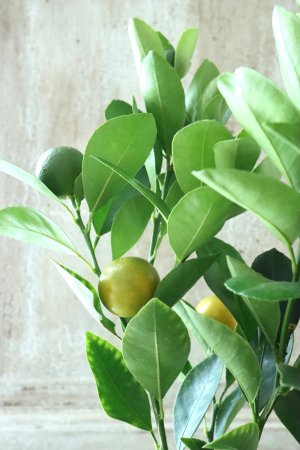 画像3: チャイナリトルレモン No.11