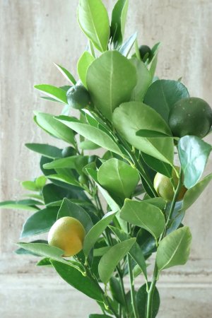 画像2: チャイナリトルレモン No.11