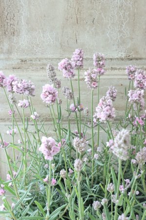 画像3: 四季咲き性イングリッシュラベンダー "バレンス パールピンク" ピンチしました!