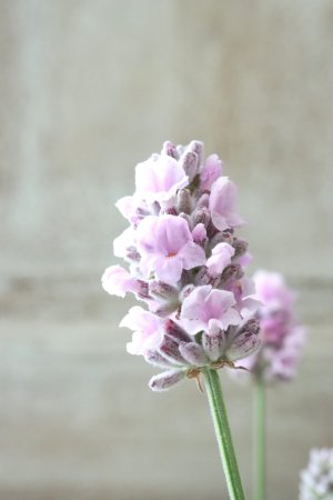 画像18: 四季咲き性イングリッシュラベンダー "バレンス パールピンク" ピンチしました!