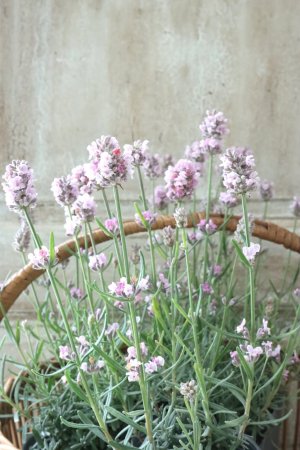 画像7: 四季咲き性イングリッシュラベンダー "バレンス パールピンク" ピンチしました!