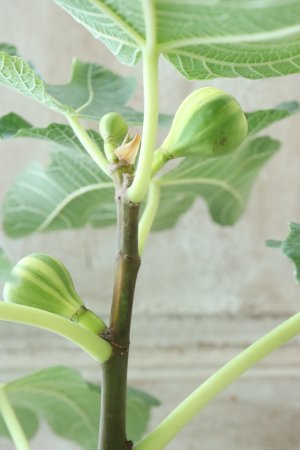 画像3: イチジク "ゼブラスウィート" No.15 15cmポット