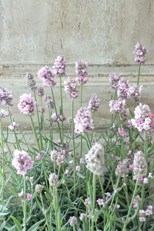 画像1: 四季咲き性イングリッシュラベンダー "バレンス パールピンク" ピンチしました!