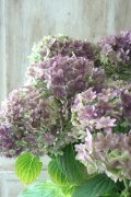 秋色紫陽花 "ごきげんよう" No.5 15cmポット