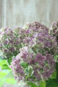 秋色紫陽花 "ごきげんよう" No.4 15cmポット