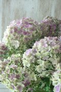 秋色紫陽花 "ごきげんよう" No.1 15cmポット