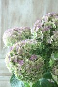 秋色紫陽花 "ごきげんよう" No.6 15cmポット