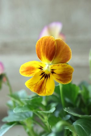 画像5: ゲブラさんの八ヶ岳ビオラ "ミステリアス アマゾネス" No.32