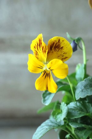 画像4: ゲブラさんの八ヶ岳ビオラ "ミステリアス アマゾネス" No.45
