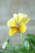 ゲブラさんの八ヶ岳ビオラ "ミステリアス アマゾネス" No.23