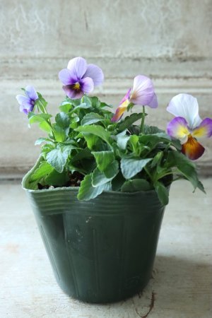 画像4: ゲブラさんの八ヶ岳ビオラ "ミステリアス アマゾネス" No.29