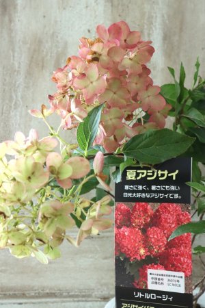 画像1: ノリウツギ "リトルロジー"  15cmポット