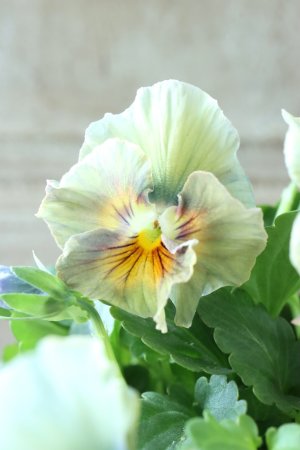 画像5: ビオラ "アイクルール" No.3