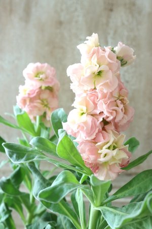 画像6: 八重咲きストック "ベイビー アプリコット" 