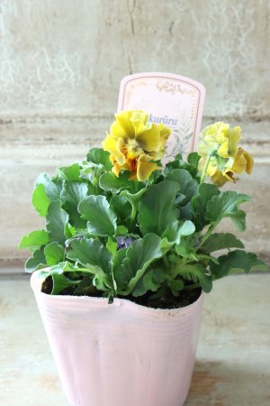 画像5: ビオラ "アイクルール" No.27