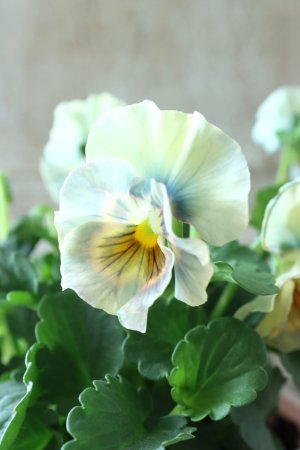 画像1: ビオラ "アイクルール" No.7