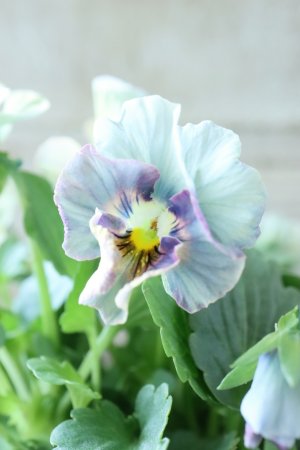 画像1: ビオラ "アイクルール" No.3