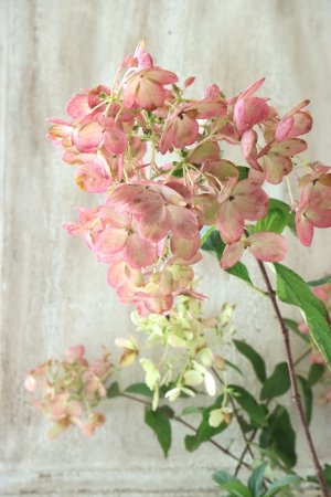 画像3: ノリウツギ "リトルロジー"  15cmポット