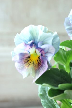 画像1: ビオラ "アイクルール" No.20