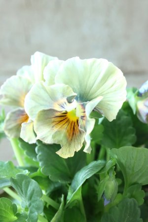 画像4: ビオラ "アイクルール" No.3