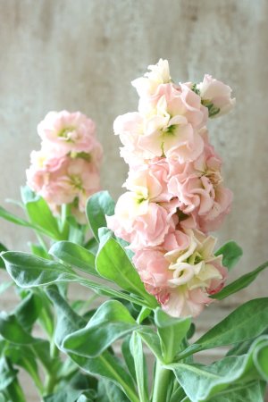 画像7: 八重咲きストック "ベイビー アプリコット" 